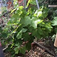 Image result for Vitis Muscat Hamburg