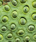 Image result for Trypophobia Lotus Seed Pod