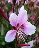 Image result for Gaura lindheimeri Cherry Brandy ®