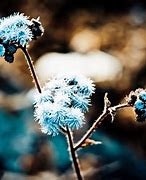 Image result for Beautiful Winter Flower Wallpaper