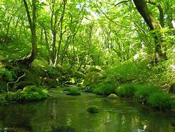 Image result for Japan Eco Park