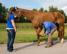 Image result for Horse Injuries