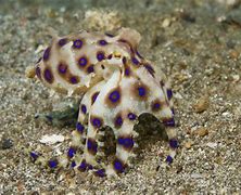 Image result for Biggest Blue-Ringed Octopus