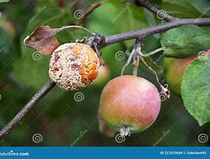 Image result for Rotten Apple Tree