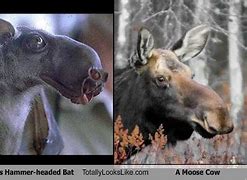 Image result for Moose Bat