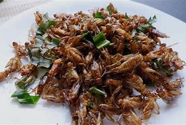 Image result for Reconstituted Cricket Food