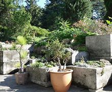 Image result for Bonsai Trees in New York