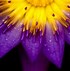 Image result for iPhone 6 Plus Screen Wallpaper Bright Flowers