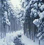 Image result for Forest 8K