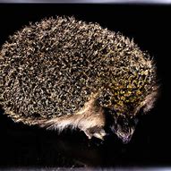Image result for Hedgehog Natural Habitat