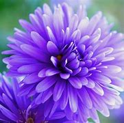 Image result for Nearly Real Flowers