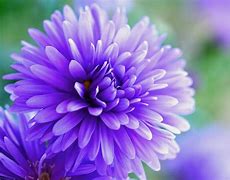 Image result for Purple Fall Flowers