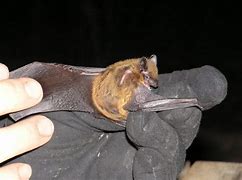 Image result for Evening Bat 4K Image
