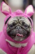 Image result for Miss Piggy Dog Costume