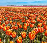 Image result for Famous Places in Netherlands