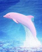 Image result for Pink Dolphin Jumping Out of Water