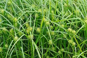 Image result for Carex grayi