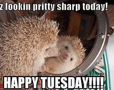 Image result for Sunny Tuesday Meme