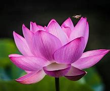 Image result for pink lotus flowers