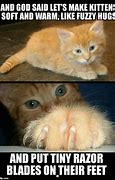 Image result for Fluffy Adorable Kitten Memes