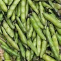 Image result for Fava Beans in Tagalog
