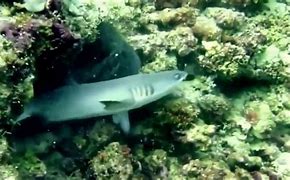 Image result for Sea Animal Attacks Ferry