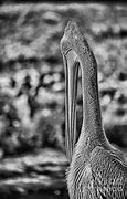 Image result for Pelican Black and White