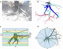 Image result for Olive Tree Root System