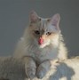 Image result for cats