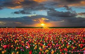 Image result for Tulip Field in Woodburn