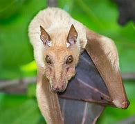 Image result for Fruit Bat Africa
