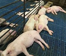 Image result for Classical Swine Fever On Hogs
