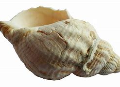 Image result for Shell No Background