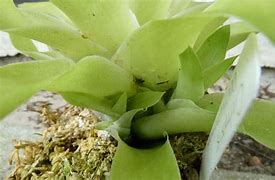 Image result for catopsis