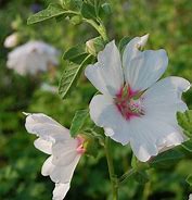 Image result for Lavatera Blushing Bride