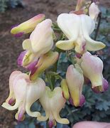 Image result for Dicentra Love Hearts