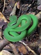 Image result for White-Lipped Pit Viper