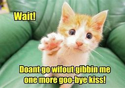Image result for Funny Orange Cat Meme