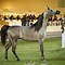 Image result for Arabian Horse Show