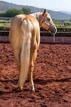 Image result for Beautiful Thoroughbred Horse