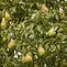 Image result for pears