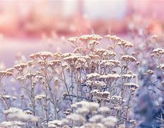 Image result for Cute Pastel Nature