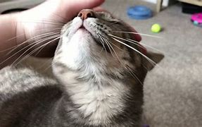 Image result for Cat Mouth Closed