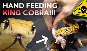 Image result for Pet Cobra