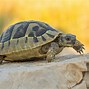 Image result for Turtle Tortoise Bath