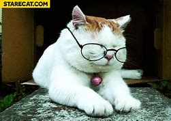 Image result for Cat Wearing Glasses Meme