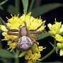 Image result for Six-Legged Insects