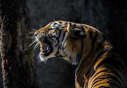 Image result for Wildlife Phone Wallpapers