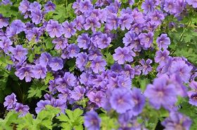 Image result for Geranium pratense Midnight Blues ®