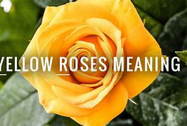 Image result for yellow rose mean